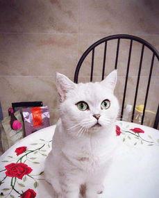 七七和铲屎官娱乐吃瓜君,吃瓜君带你揭秘娱乐圈幕后故事